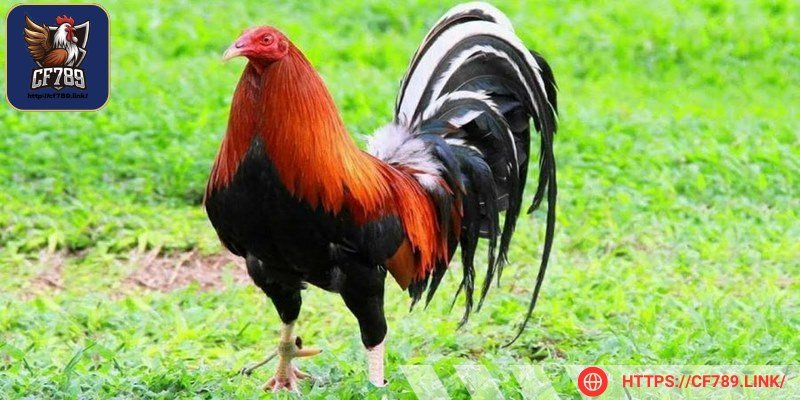 Gà Mỹ là giống gà được chọn lọc vô cùng kỹ lưỡng