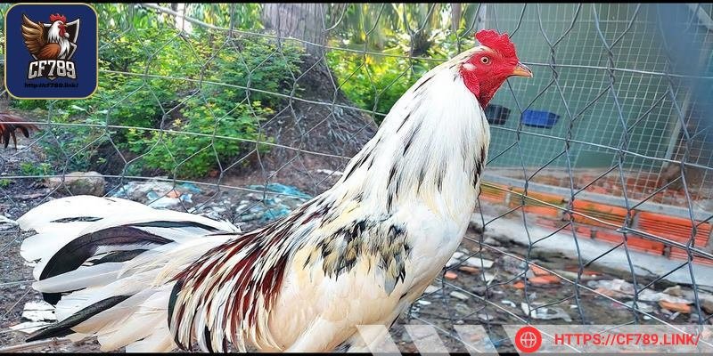 Cược thủ có thể dễ dàng cập nhật lịch đấu trên ứng dụng