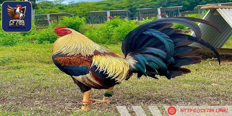 Các bạn cần phải tránh lạm dụng các dịch vụ tại đây