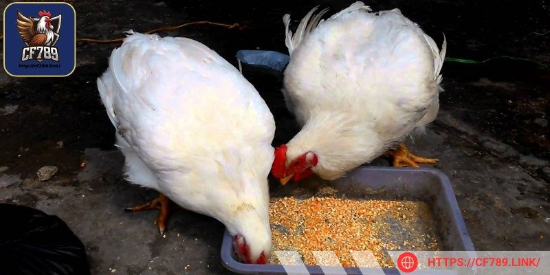 Các bạn sẽ xem được trực tiếp trận đấu trong vài phút