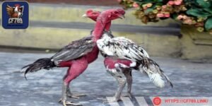 Hình dạng kê thường có đặc trưng bo ngang