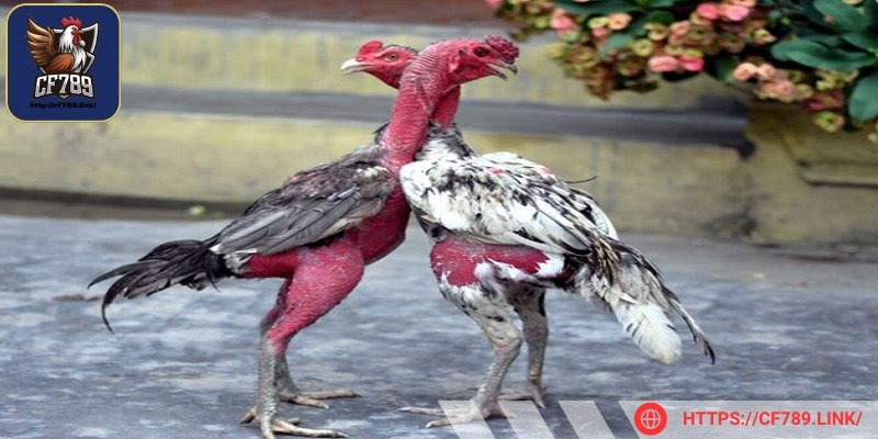 Hình dạng kê thường có đặc trưng bo ngang