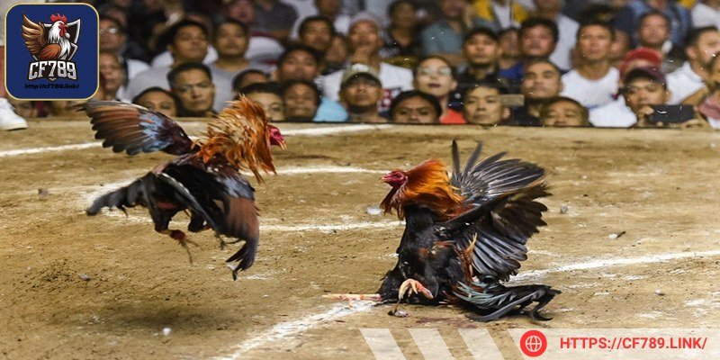 Nắm bắt chế độ ăn của kê