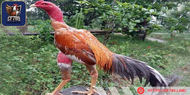 Độ quý của chúng phụ thuộc vào số lượng